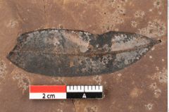 Foto (Detailansicht) von Quercus palaeoilex Ettingshausen (NHMW-GEO-2024-0188-0740)